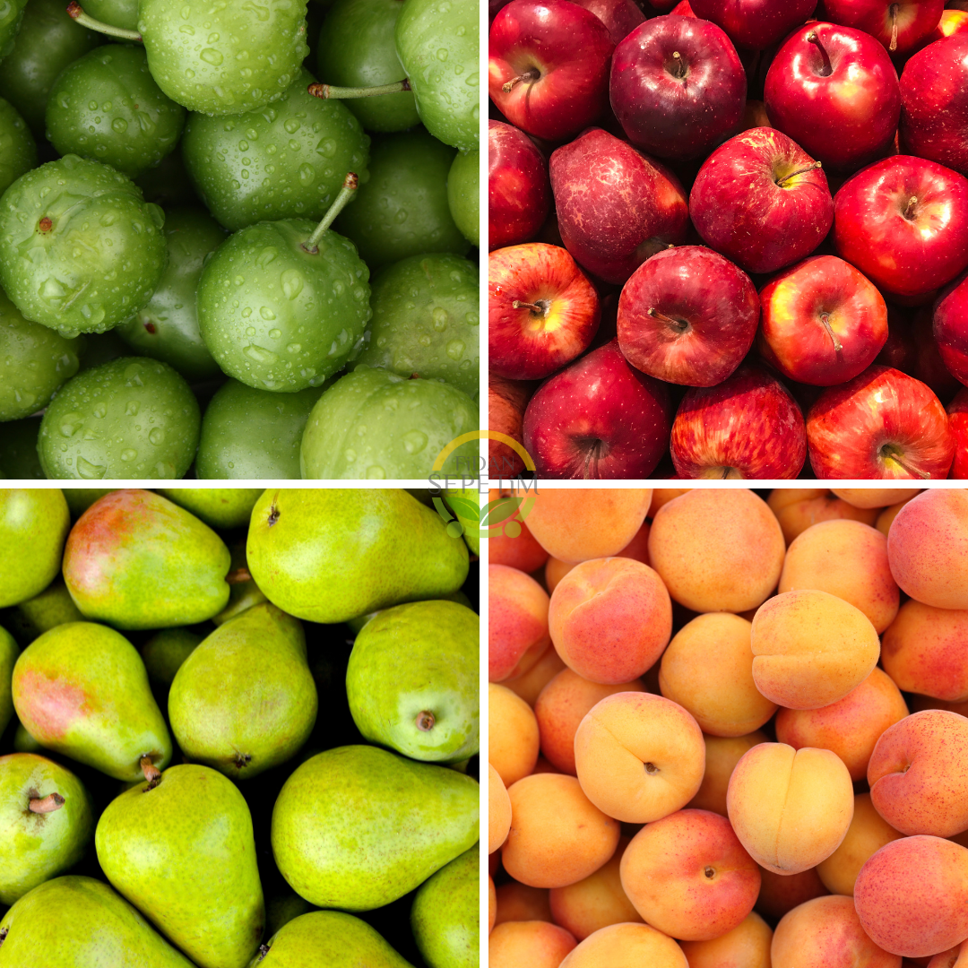 4 Adet Meyve Fidanı Paketi 'Erik-Elma-Armut-Kayısı' (Sponsorlu) 4 Adet Meyve Fidanı Paketi 'Erik-Elma-Armut-Kayısı' (Sponsorlu)