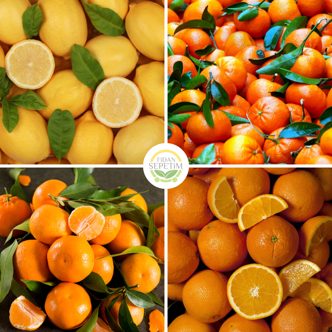 4 Çeşit Narenciye Fidanı Paketi (Hobi Bahçelerine Özel) 4 Çeşit Narenciye Fidanı Paketi (Hobi Bahçelerine Özel)
