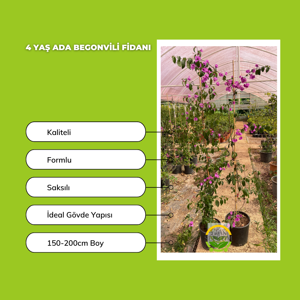 4 Yaş Ada Begonvili Fidanı 4 Yaş Ada Begonvili Fidanı