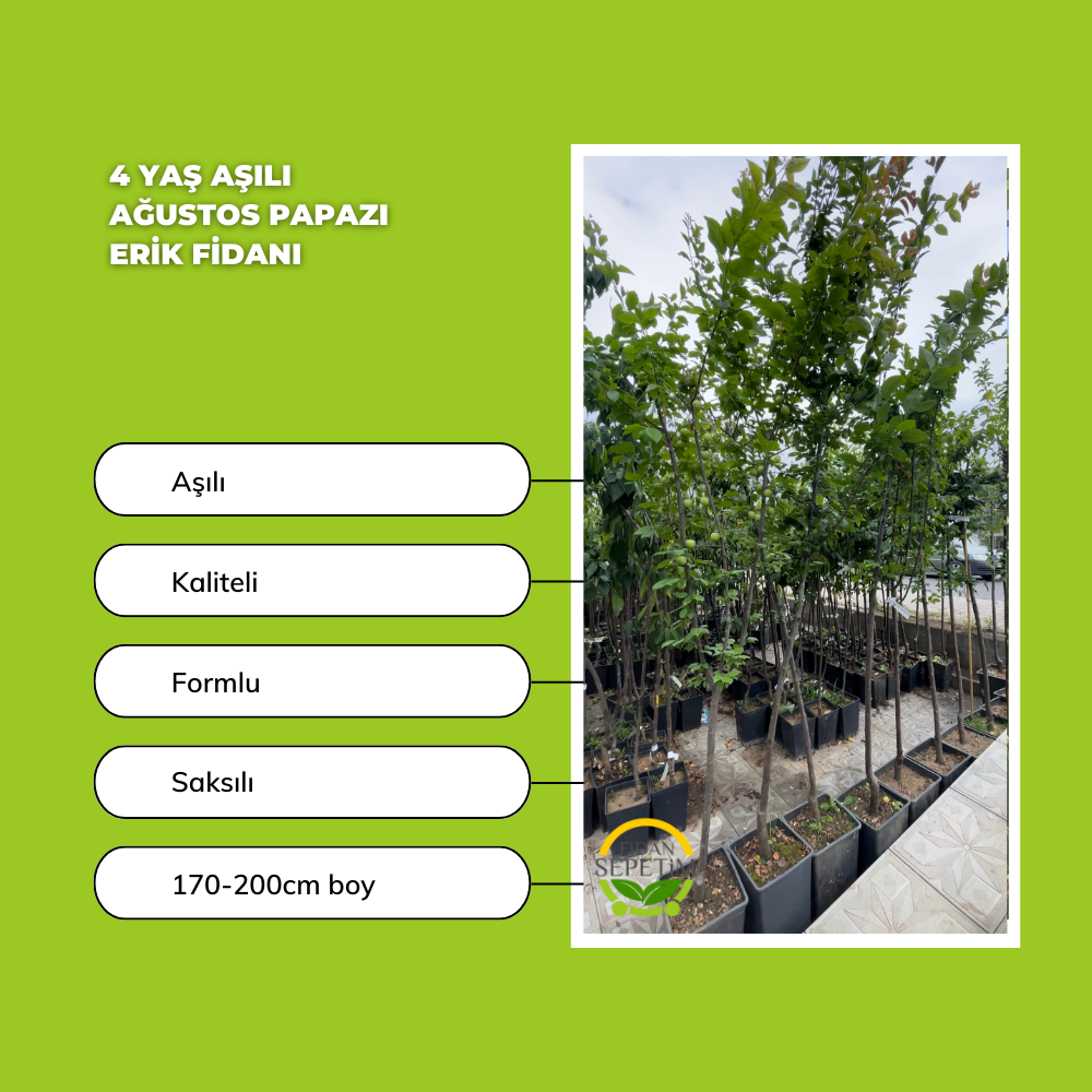 4 Yaş Aşılı Ağustos Papazı Erik Fidanı *Yarı Bodur* 4 Yaş Aşılı Ağustos Papazı Erik Fidanı *Yarı Bodur*