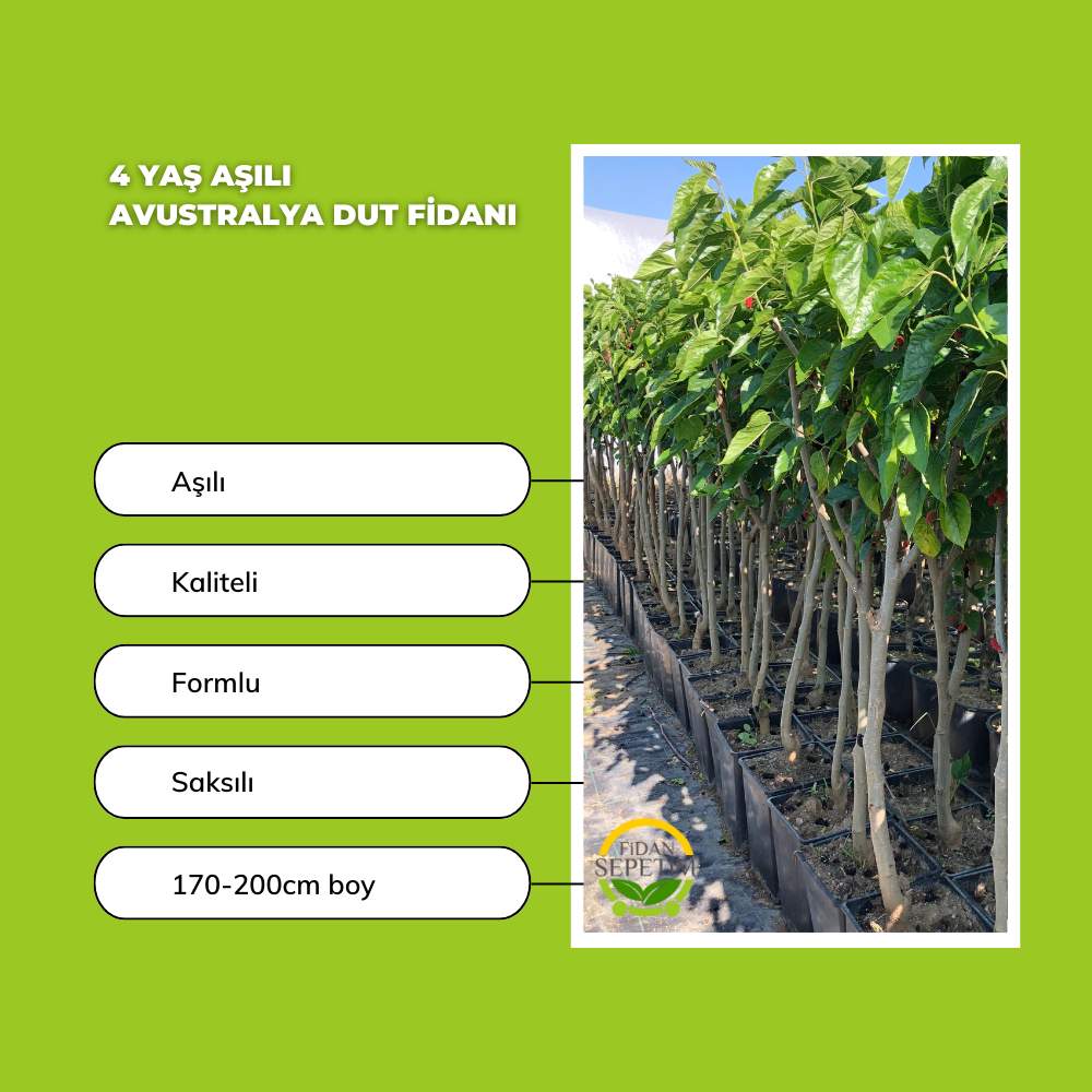 4 Yaş Aşılı Avustralya Dut Fidanı 4 Yaş Aşılı Avustralya Dut Fidanı