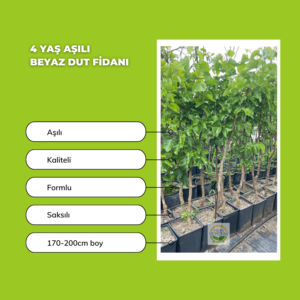 4 Yaş Aşılı Beyaz Dut Fidanı 4 Yaş Aşılı Beyaz Dut Fidanı