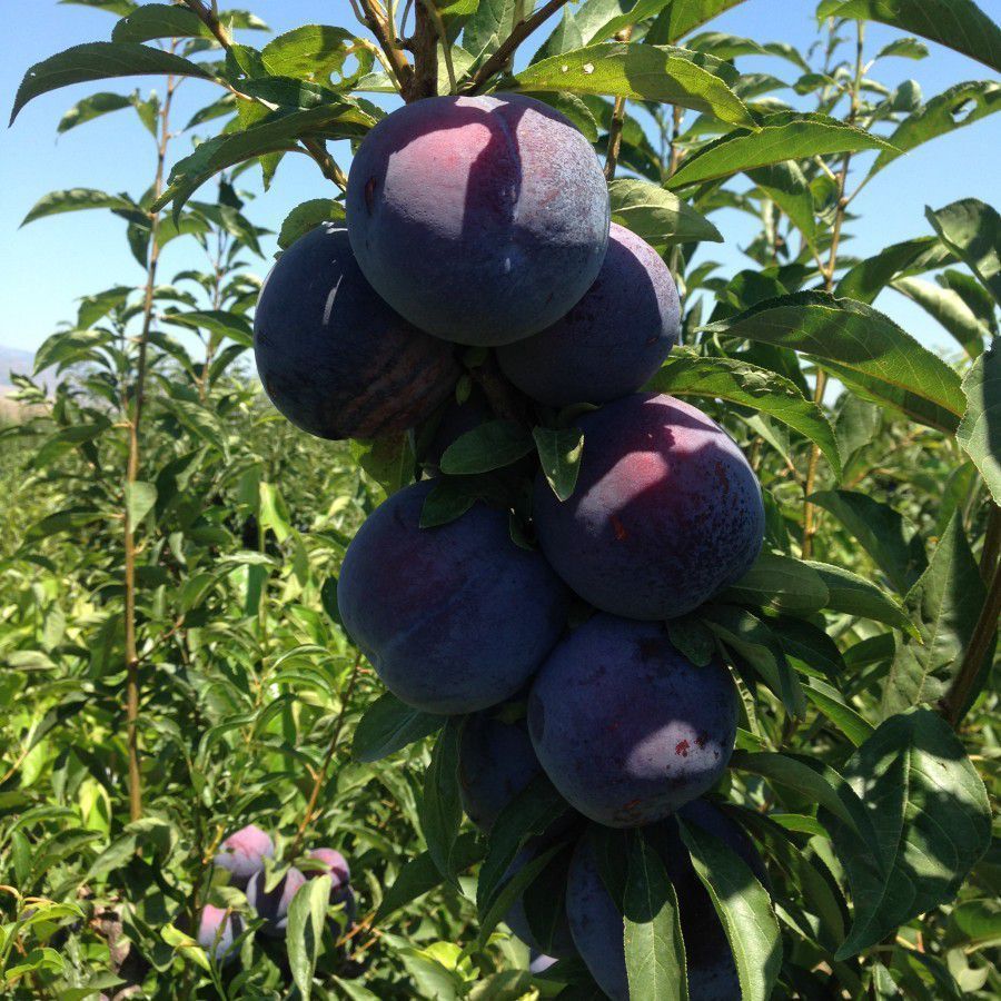 4 Yaş Aşılı Black Amber Erik Fidanı *Yarı Bodur* 4 Yaş Aşılı Black Amber Erik Fidanı *Yarı Bodur*