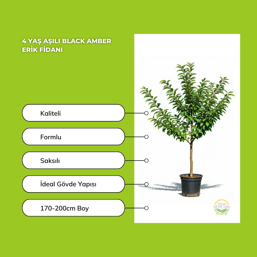 4 Yaş Aşılı Black Amber Erik Fidanı *Yarı Bodur* 4 Yaş Aşılı Black Amber Erik Fidanı *Yarı Bodur*