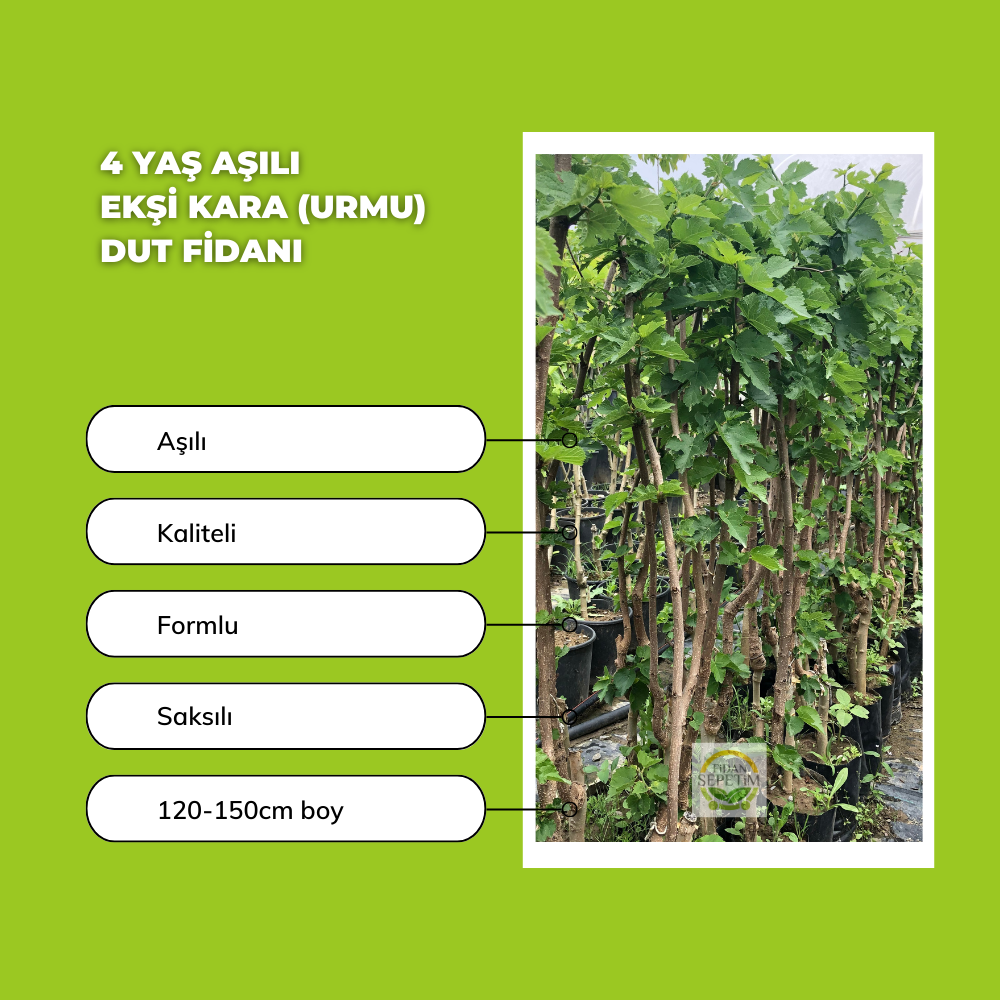 4 Yaş Aşılı Ekşi Kara(Urmu) Dut Fidanı 4 Yaş Aşılı Ekşi Kara(Urmu) Dut Fidanı