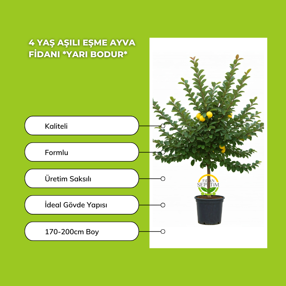 4 Yaş Aşılı Eşme Ayva Fidanı *Yarı Bodur* 4 Yaş Aşılı Eşme Ayva Fidanı *Yarı Bodur*