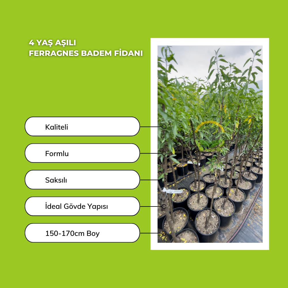 4 Yaş Aşılı Ferragnes Badem Fidanı 4 Yaş Aşılı Ferragnes Badem Fidanı
