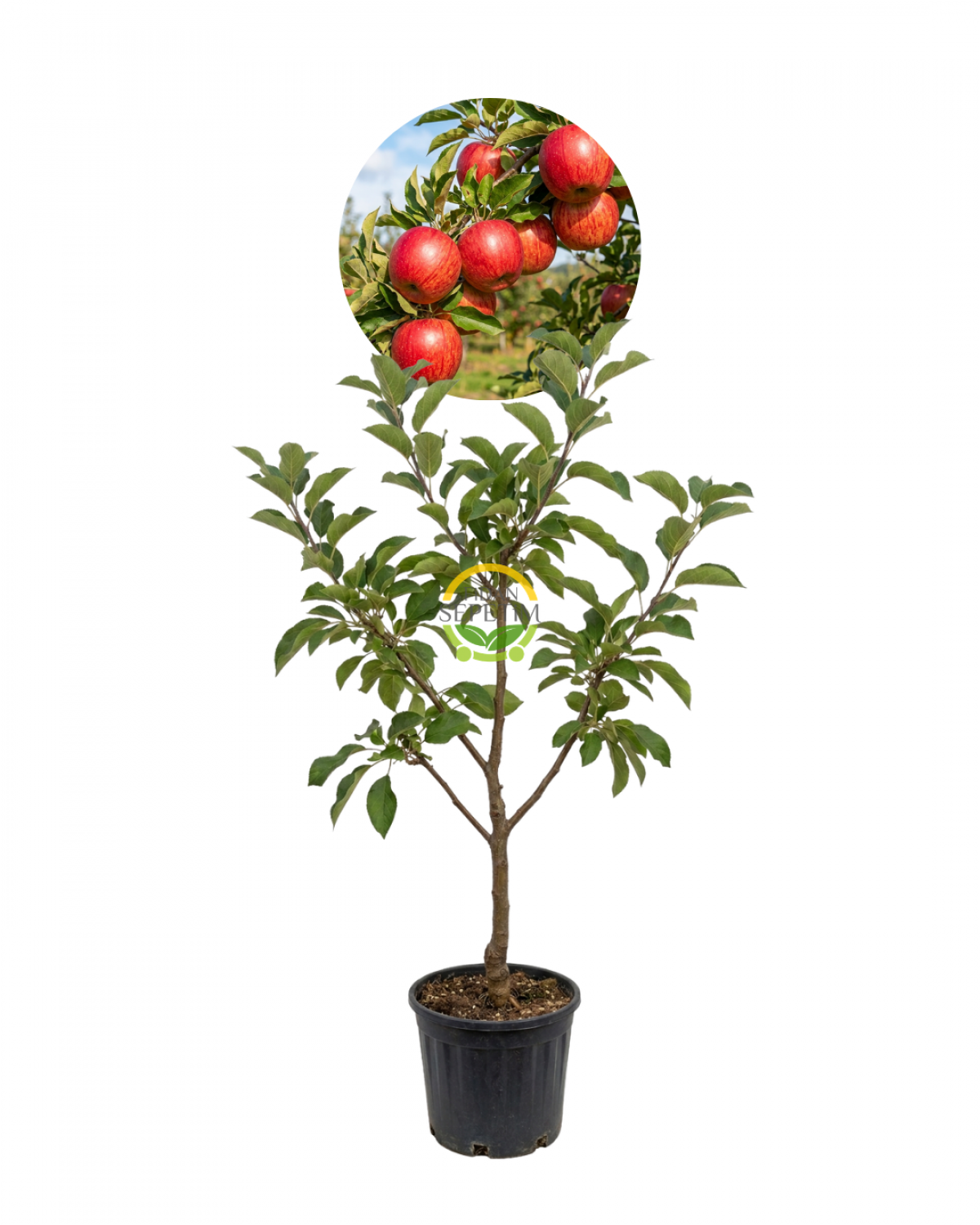 4 Yaş Aşılı Galaxy Gala Elma Fidanı 'Yarı Bodur'