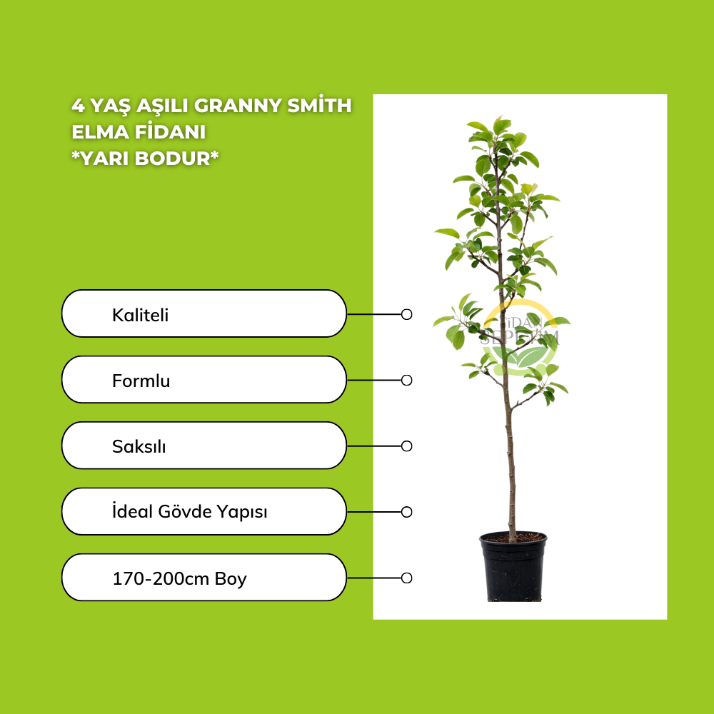 4 Yaş Aşılı Granny Smith Elma Fidanı *Yarı Bodur*