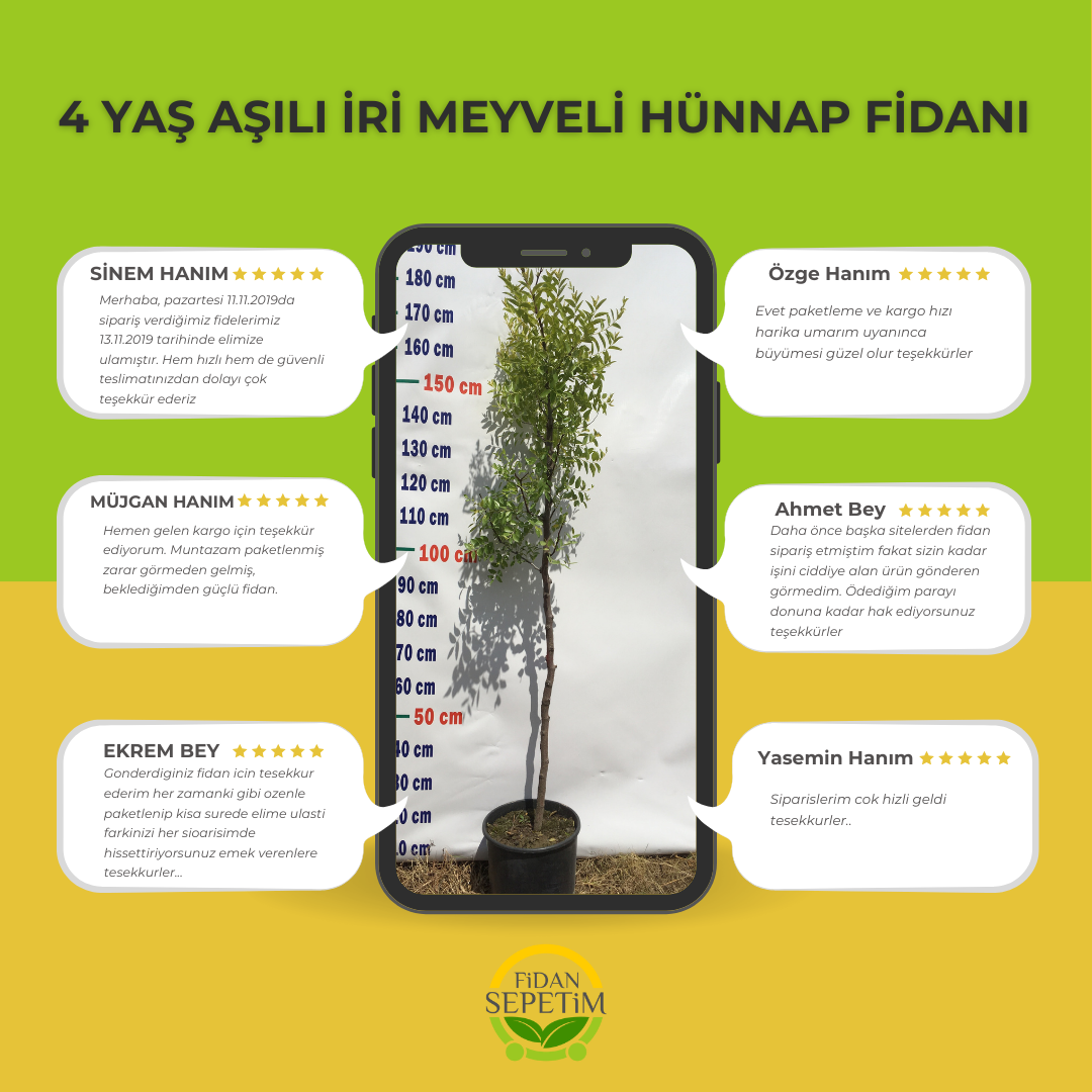 4 Yaş Aşılı İri Meyveli Hünnap Fidanı 4 Yaş Aşılı İri Meyveli Hünnap Fidanı