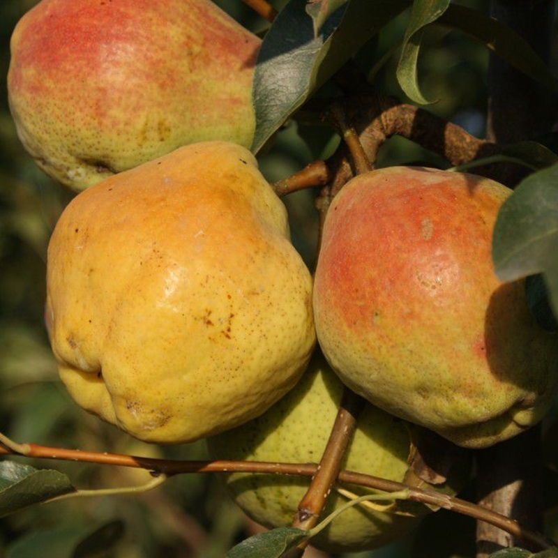 4 Yaş Aşılı Margaret Marilla Armut Fidanı *Yarı Bodur* 4 Yaş Aşılı Margaret Marilla Armut Fidanı *Yarı Bodur*