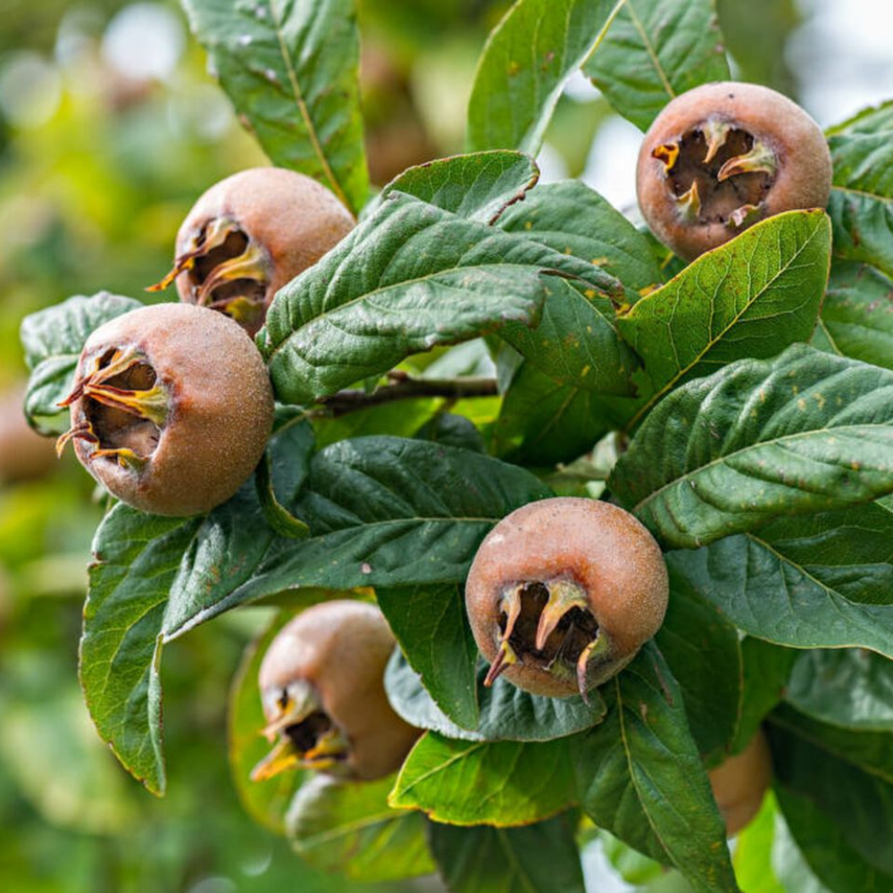 4 Yaş Aşılı Muşmula Fidanı 4 Yaş Aşılı Muşmula Fidanı