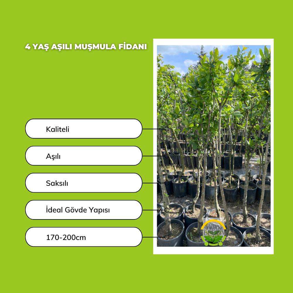 4 Yaş Aşılı Muşmula Fidanı 4 Yaş Aşılı Muşmula Fidanı