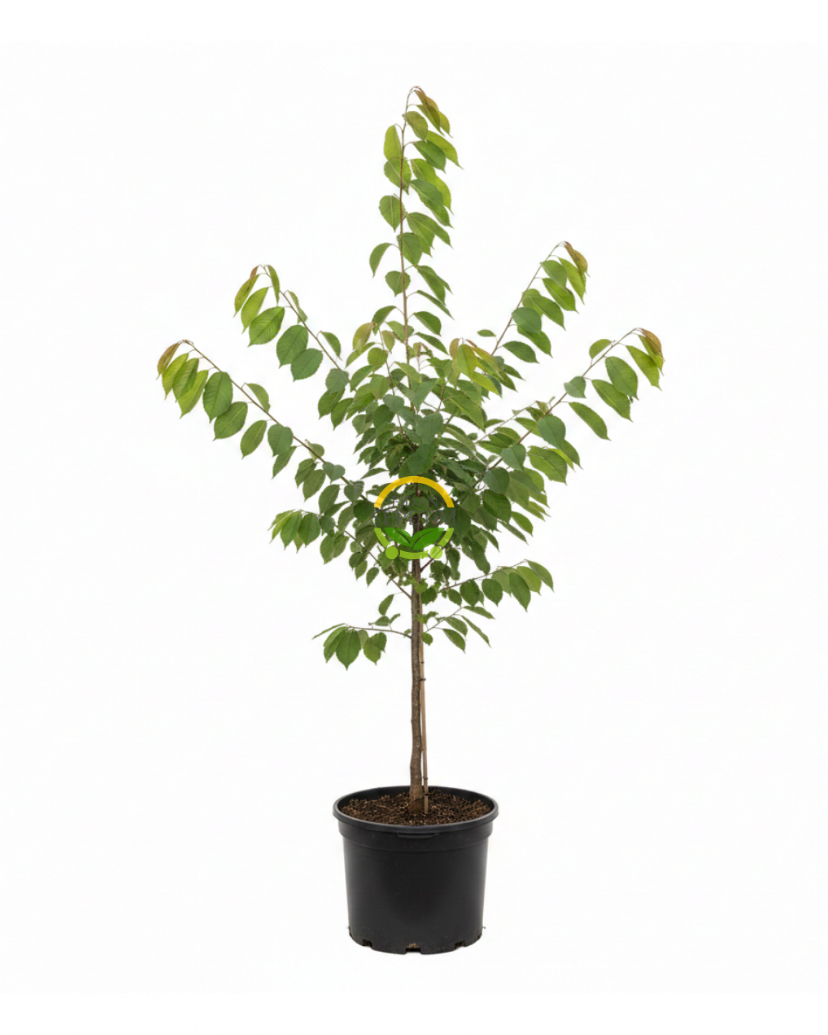 4 Yaş Aşılı No 2 Kiraz Fidanı 'Yarı Bodur' 4 Yaş Aşılı No 2 Kiraz Fidanı 'Yarı Bodur'