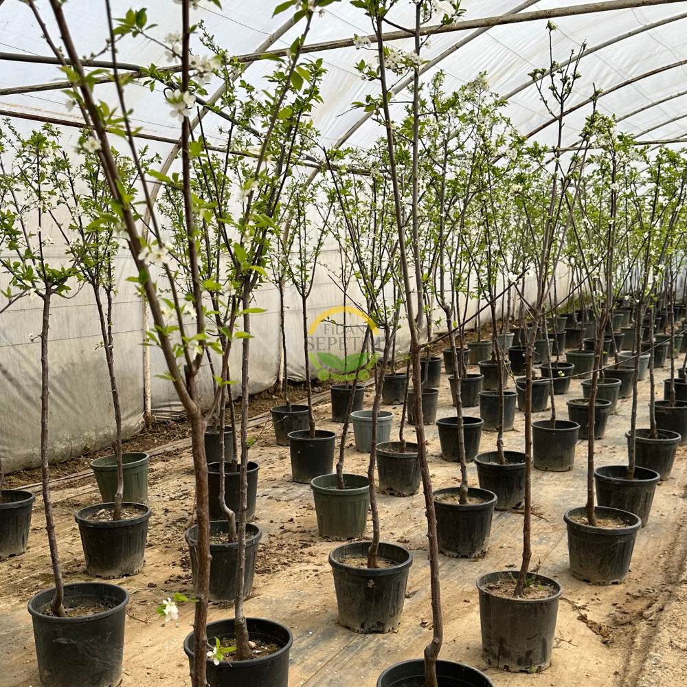 4 Yaş Aşılı Papaz Erik Fidanı 4 Yaş Aşılı Papaz Erik Fidanı