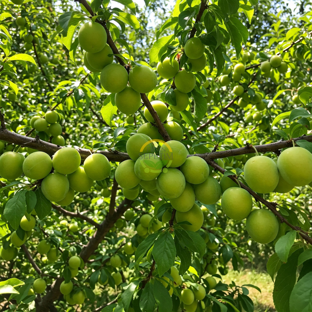 4 Yaş Aşılı Papaz Erik Fidanı 4 Yaş Aşılı Papaz Erik Fidanı