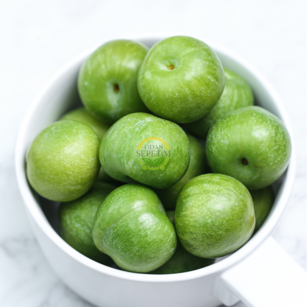 4 Yaş Aşılı Papaz Erik Fidanı 4 Yaş Aşılı Papaz Erik Fidanı