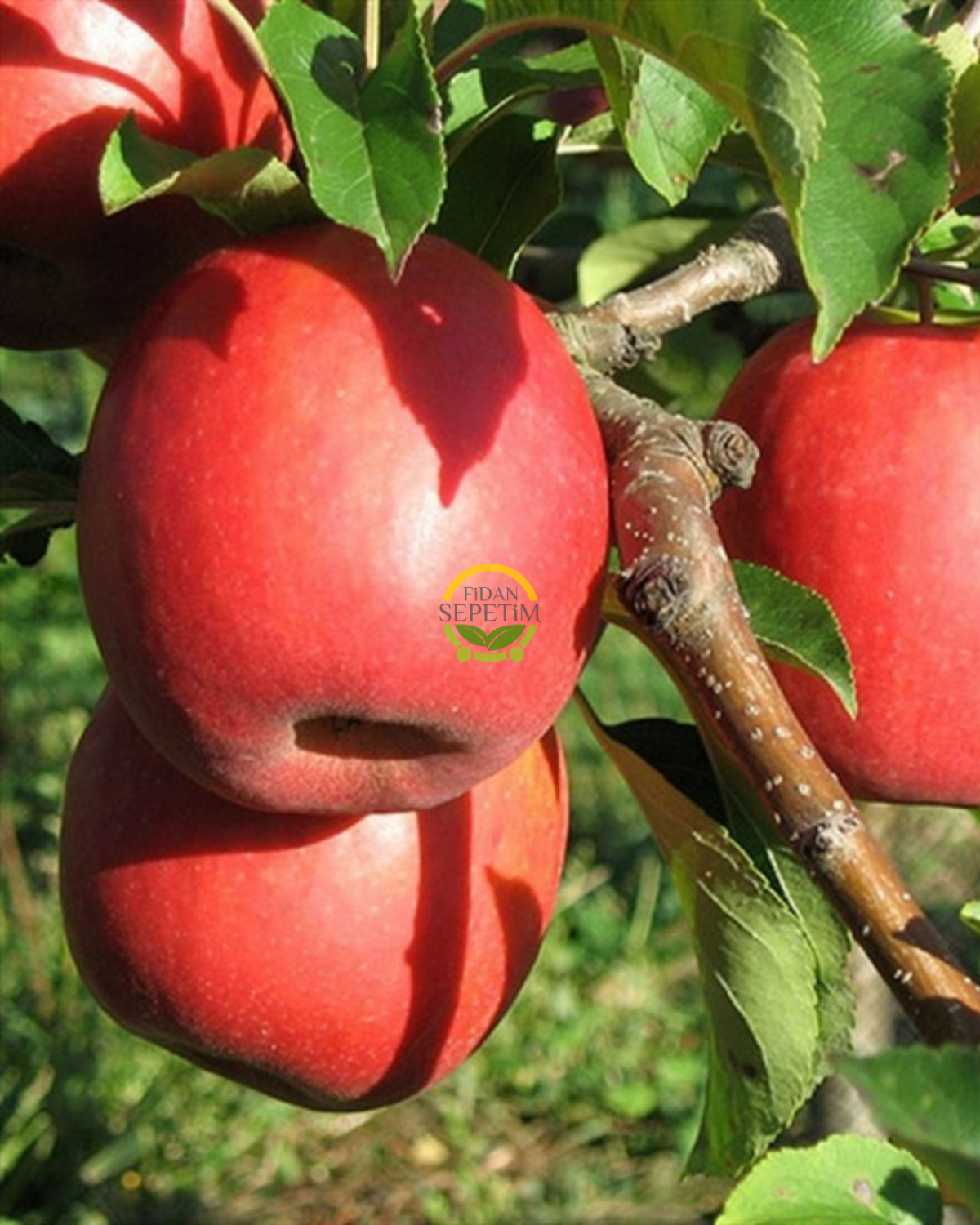 4 Yaş Aşılı Pink Lady Elma Fidanı *Yarı Bodur* 4 Yaş Aşılı Pink Lady Elma Fidanı *Yarı Bodur*