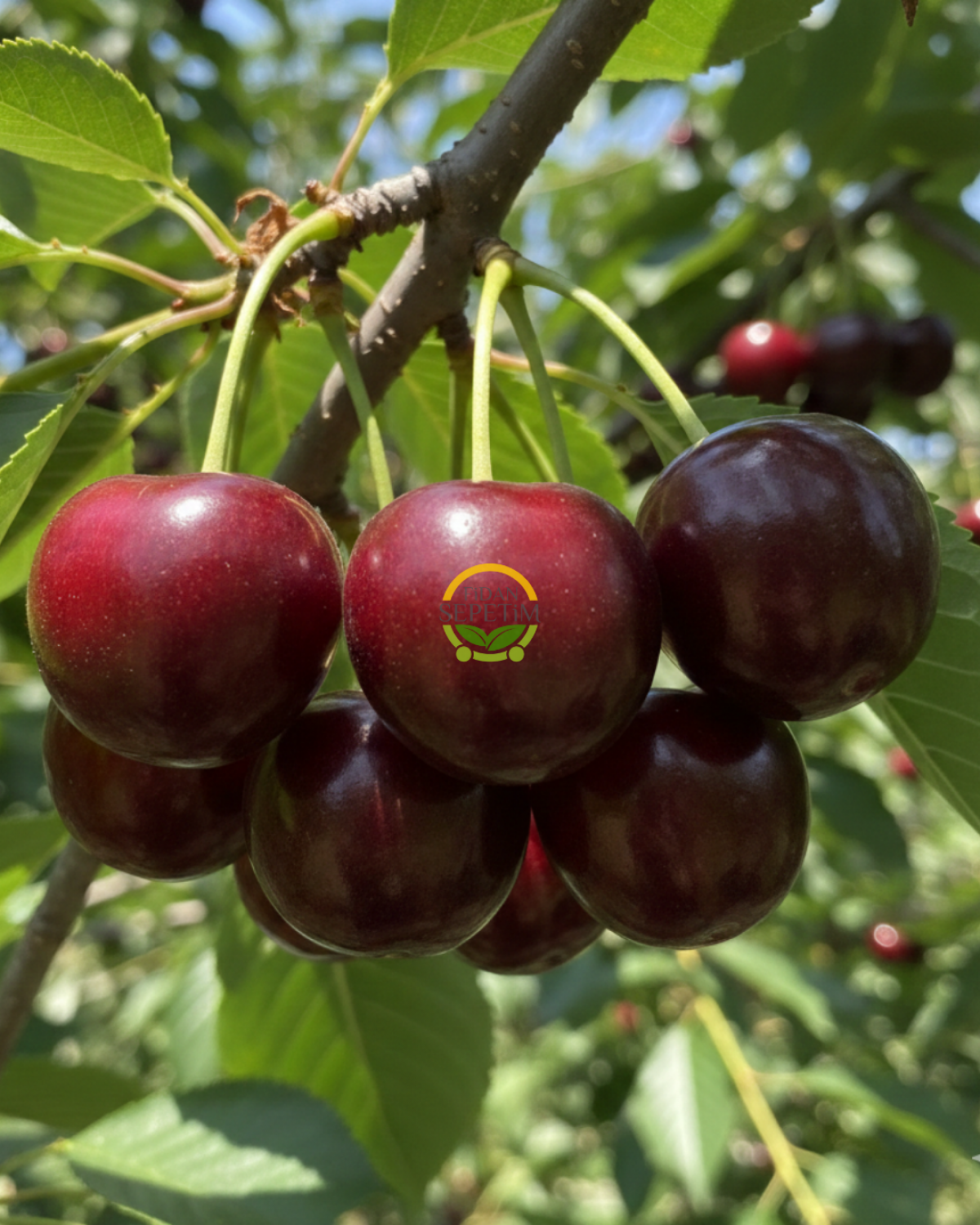 4 Yaş Aşılı Regina Kiraz Fidanı 'Yarı Bodur' 4 Yaş Aşılı Regina Kiraz Fidanı 'Yarı Bodur'