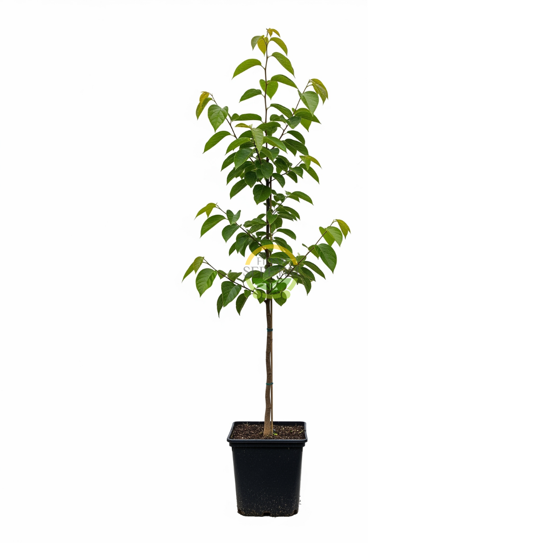 4 Yaş Aşılı Rojo Brillante Trabzon Hurması Fidanı 4 Yaş Aşılı Rojo Brillante Trabzon Hurması Fidanı