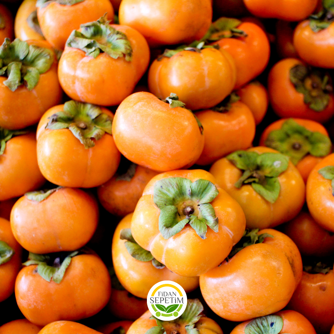 4 Yaş Aşılı Rojo Brillante Trabzon Hurması Fidanı 4 Yaş Aşılı Rojo Brillante Trabzon Hurması Fidanı