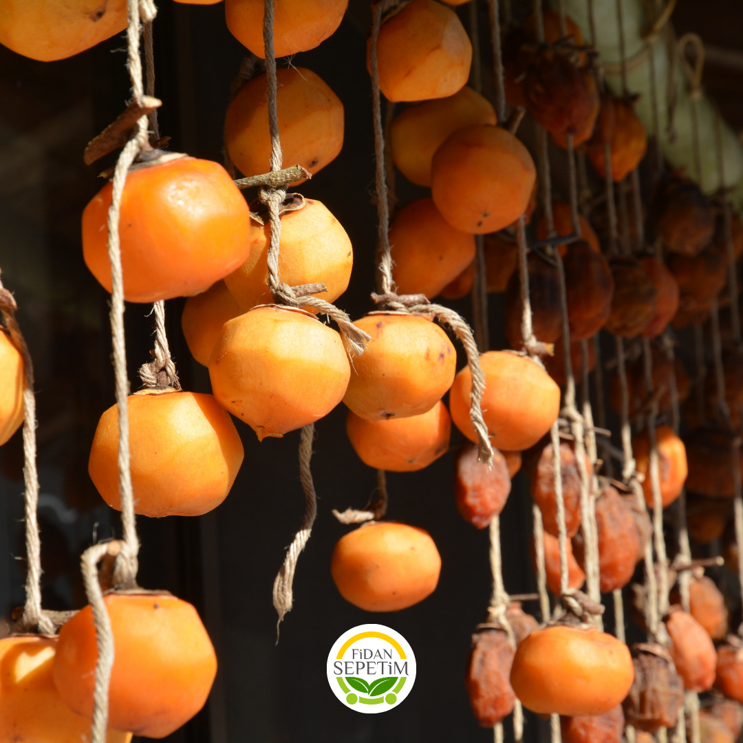 4 Yaş Aşılı Rojo Brillante Trabzon Hurması Fidanı 4 Yaş Aşılı Rojo Brillante Trabzon Hurması Fidanı