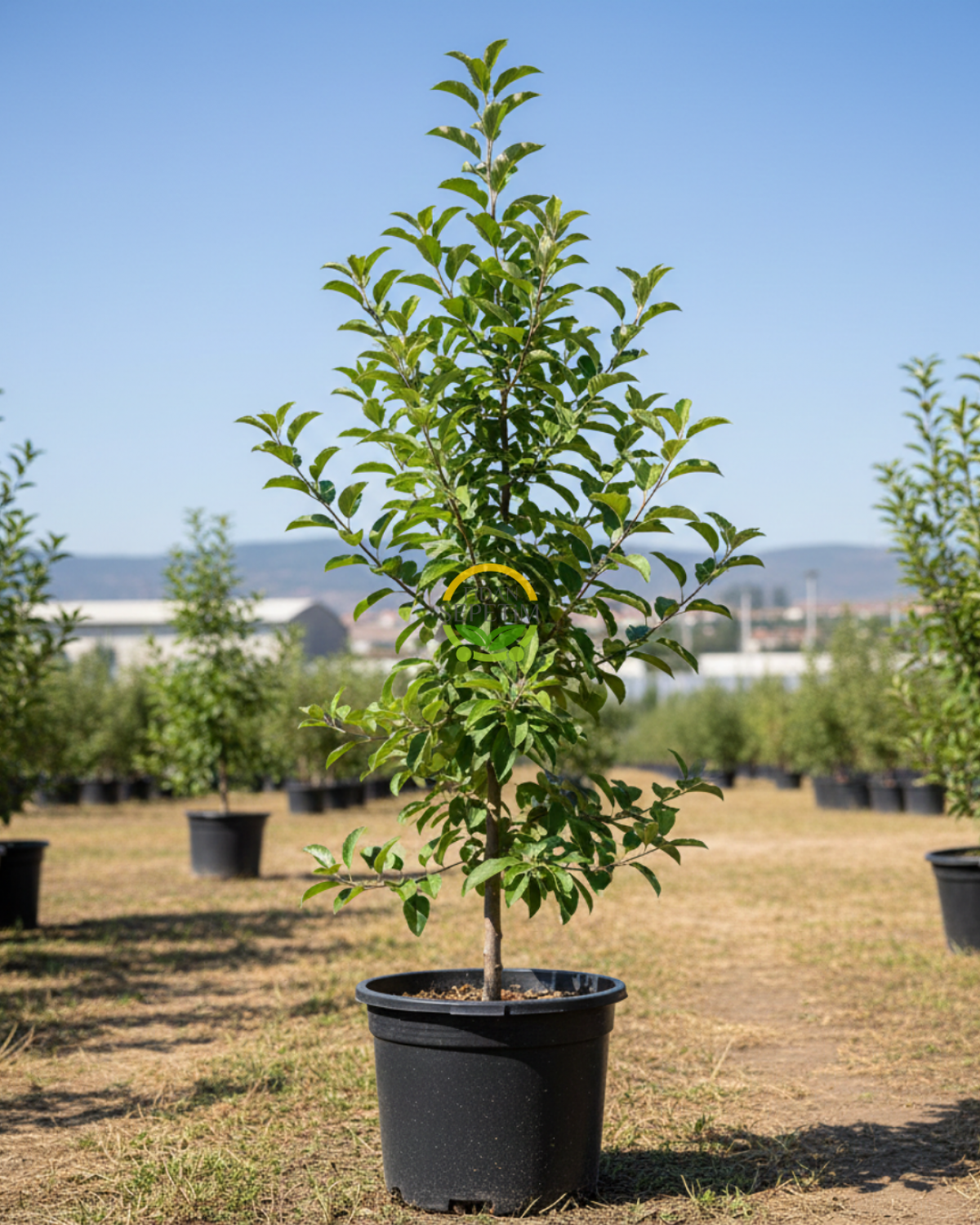 4 Yaş Aşılı Scarlet Spur Elma Fidanı 'Yarı Bodur'