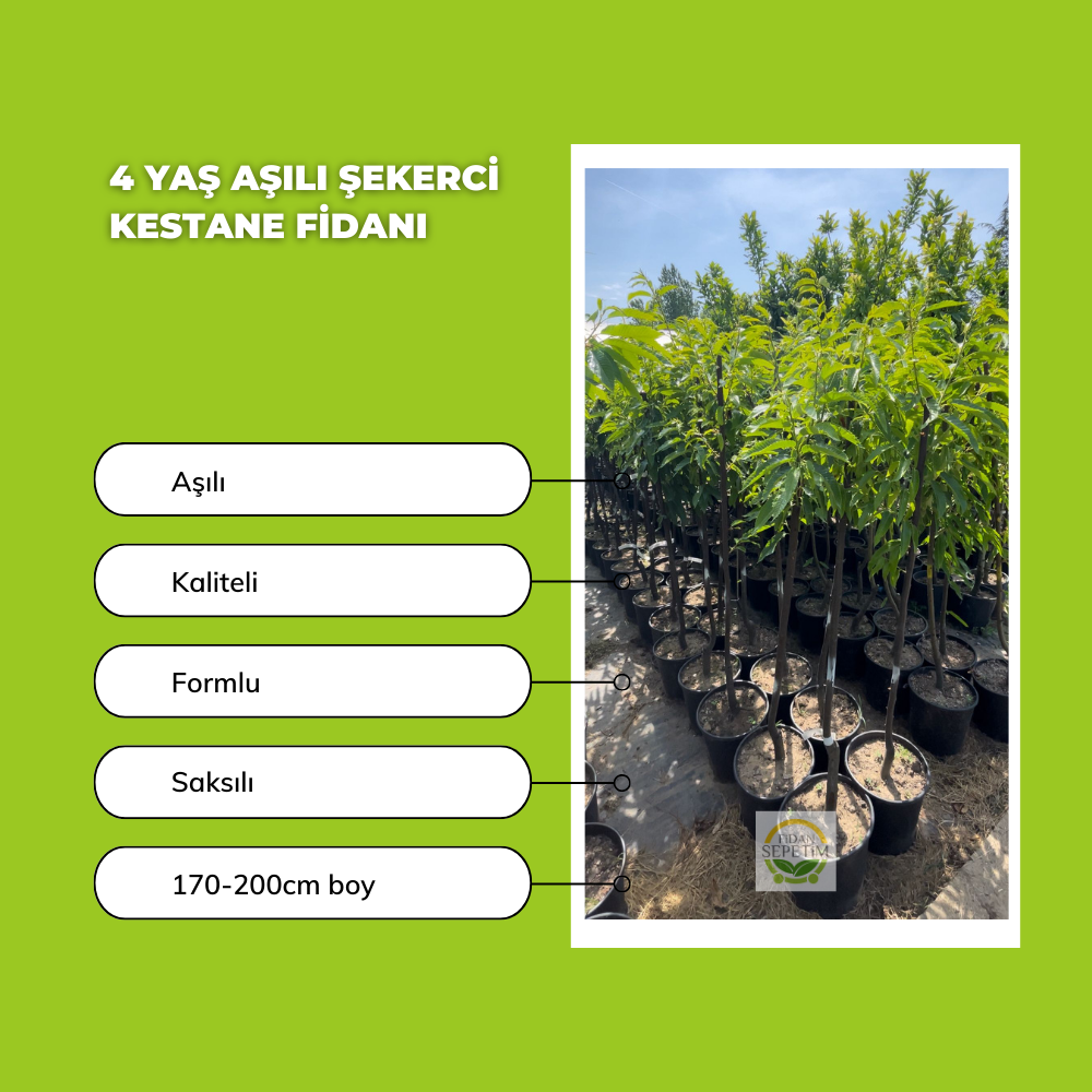 4 Yaş Aşılı Şekerci Kestane Fidanı 4 Yaş Aşılı Şekerci Kestane Fidanı