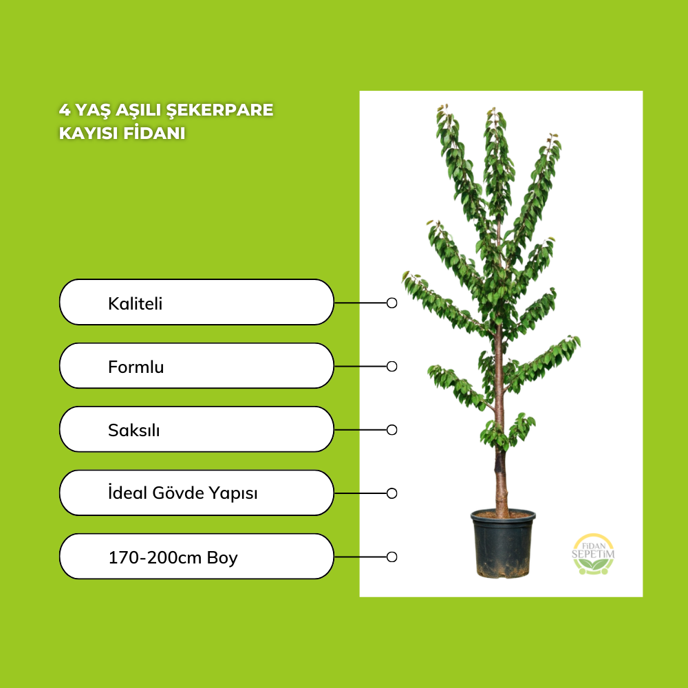 4 Yaş Aşılı Şekerpare Kayısı Fidanı 4 Yaş Aşılı Şekerpare Kayısı Fidanı