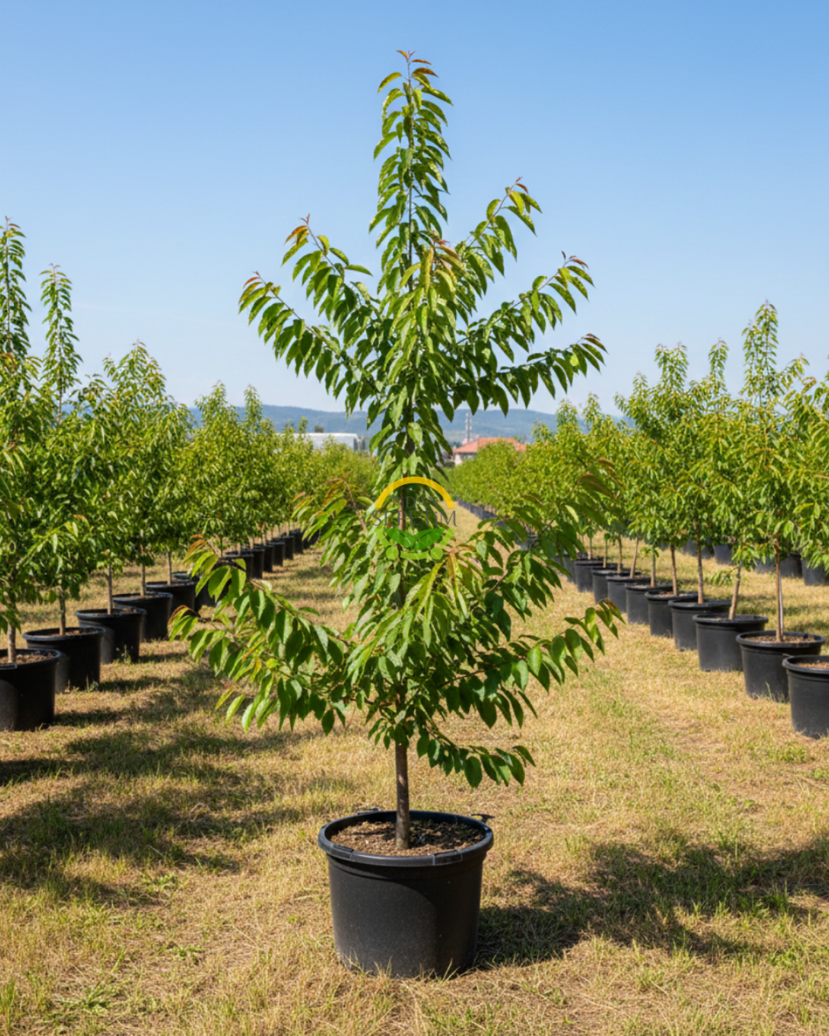 4 Yaş Aşılı Starksgold (Tozlayıcı) Kiraz Fidanı 'Yarı Bodur' 4 Yaş Aşılı Starksgold (Tozlayıcı) Kiraz Fidanı 'Yarı Bodur'