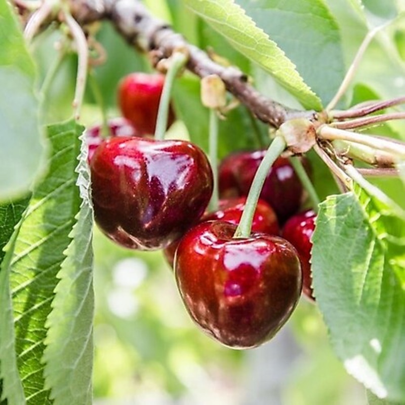 4 Yaş Aşılı Stella Kiraz Fidanı *Yarı Bodur* 4 Yaş Aşılı Stella Kiraz Fidanı *Yarı Bodur*