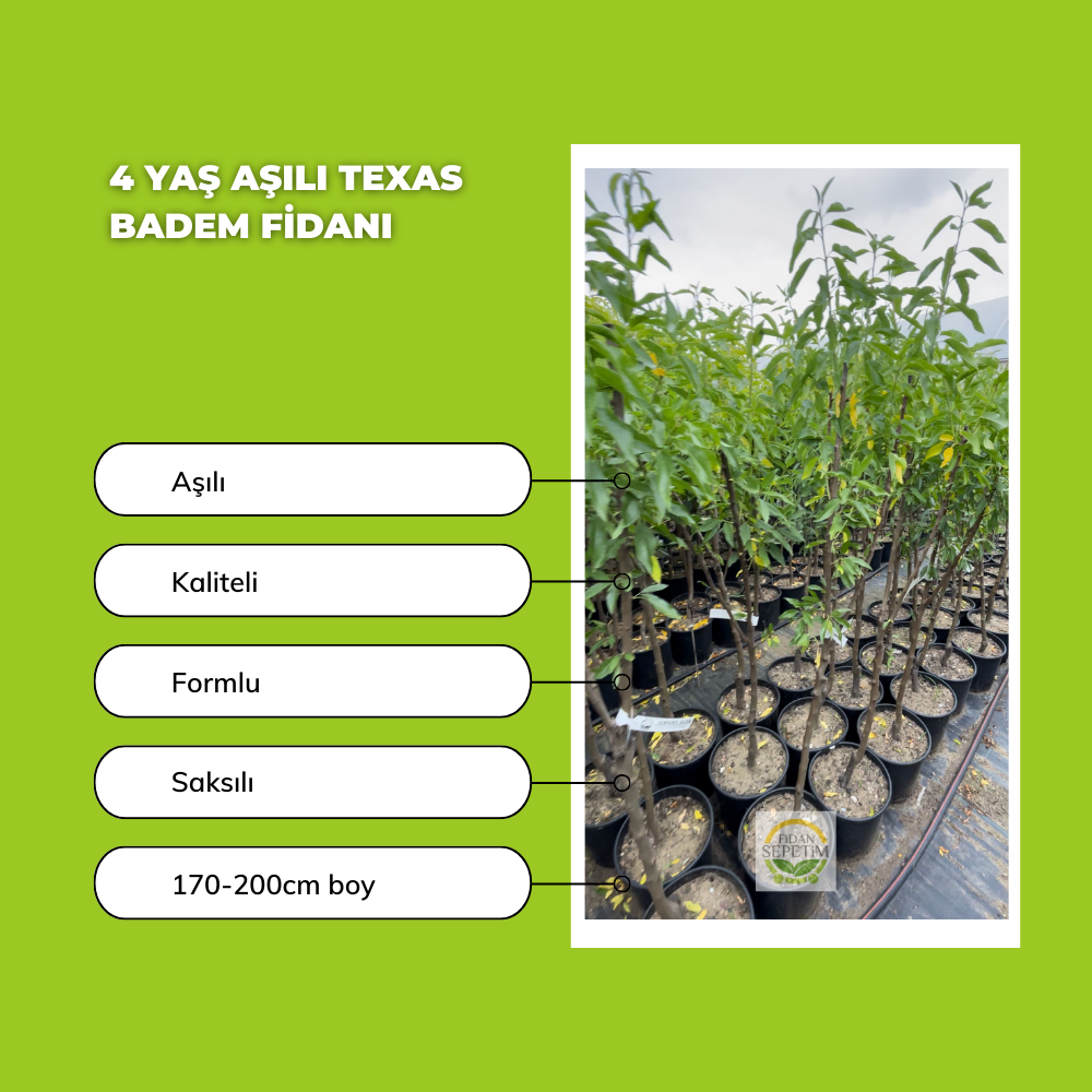 4 Yaş Aşılı Texas Badem Fidanı 4 Yaş Aşılı Texas Badem Fidanı
