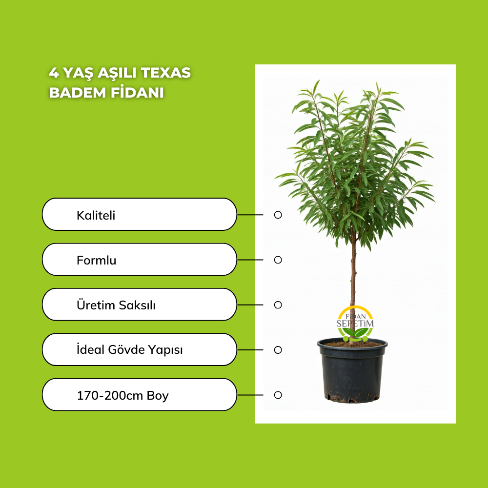 4 Yaş Aşılı Texas Badem Fidanı 4 Yaş Aşılı Texas Badem Fidanı