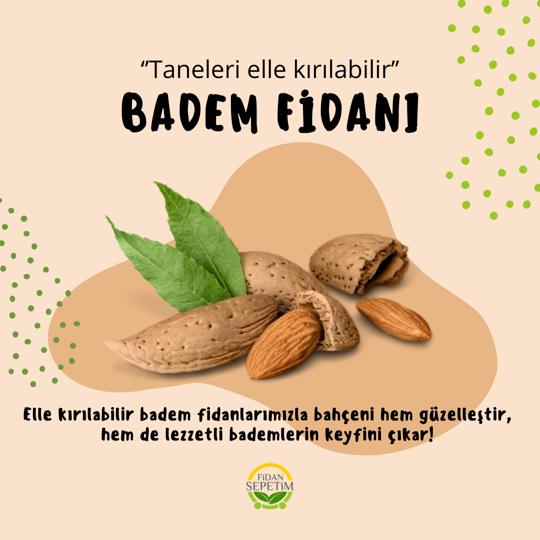 4 Yaş Aşılı Texas Badem Fidanı