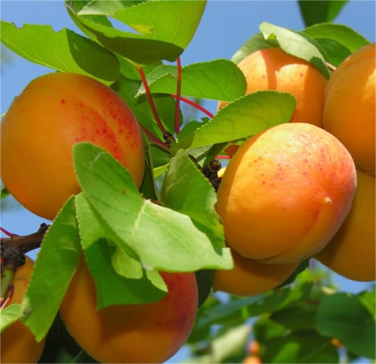 4 Yaş Aşılı Tokaloğlu Kayısı Fidanı *Yarı Bodur* 4 Yaş Aşılı Tokaloğlu Kayısı Fidanı *Yarı Bodur*