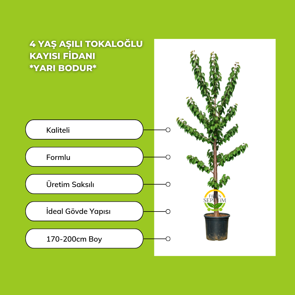 4 Yaş Aşılı Tokaloğlu Kayısı Fidanı *Yarı Bodur* 4 Yaş Aşılı Tokaloğlu Kayısı Fidanı *Yarı Bodur*