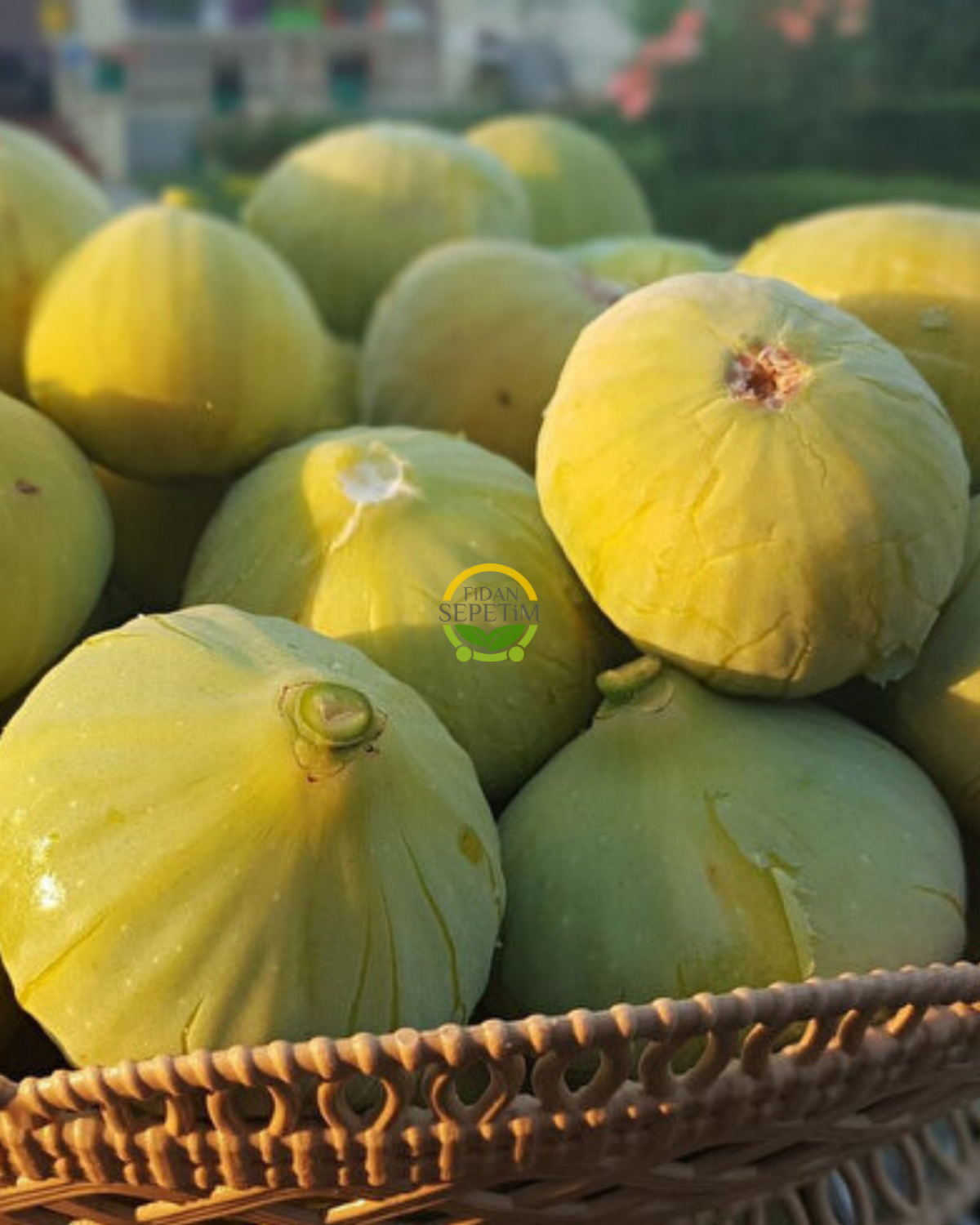 4 Yaş Aydın Sarı Lop İncir Fidanı 'Rootball'