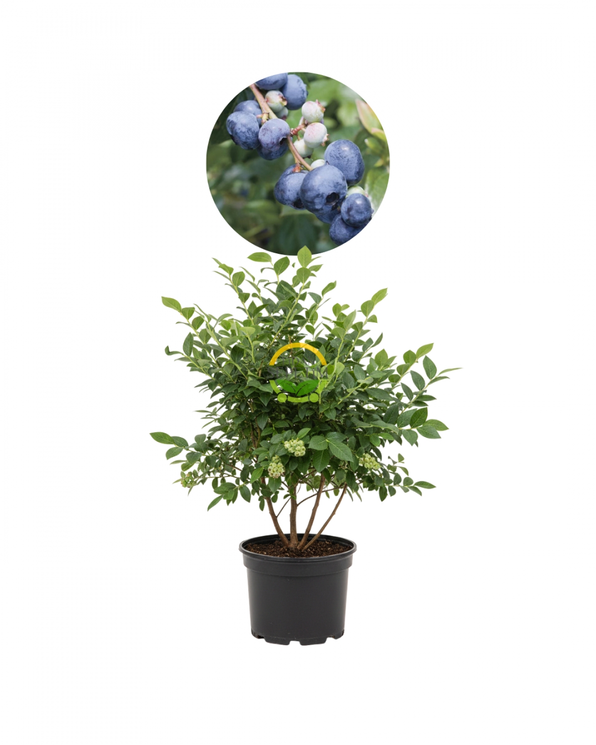 4 Yaş BlueGold Çeşiti Yaban Mersini Fidanı