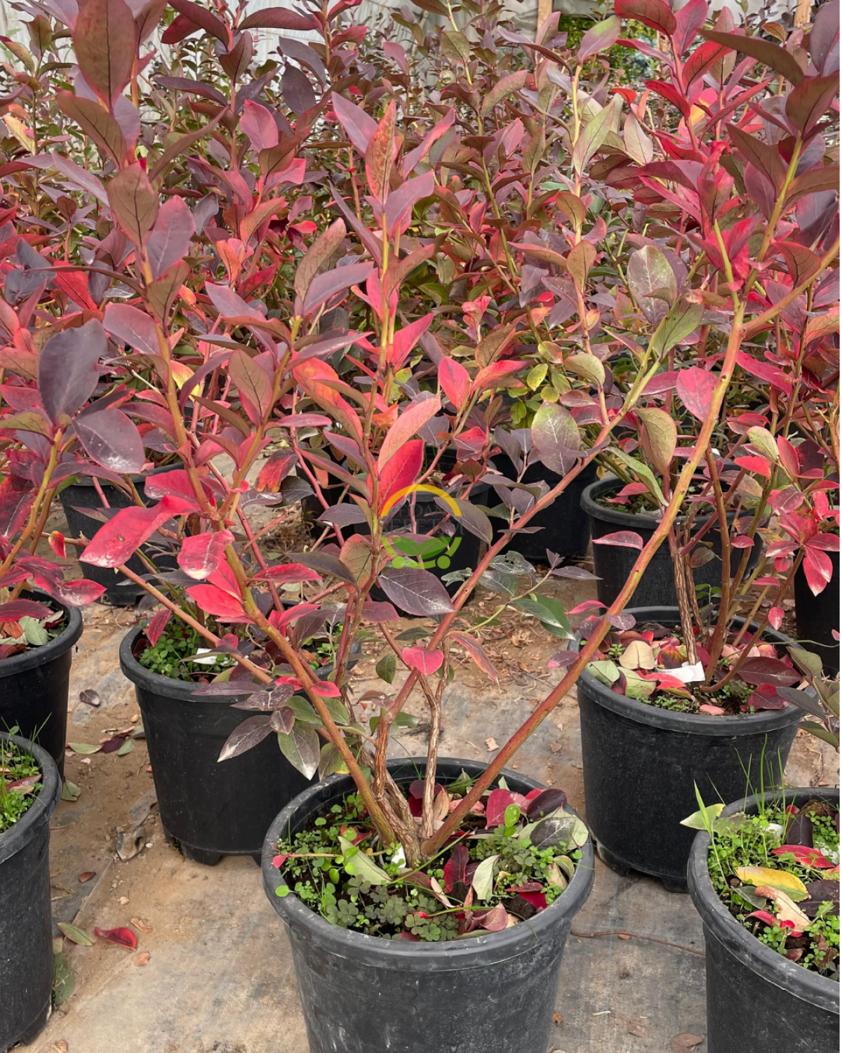 4 Yaş Bluecrop Çeşiti Yaban Mersini Fidanı 4 Yaş Bluecrop Çeşiti Yaban Mersini Fidanı