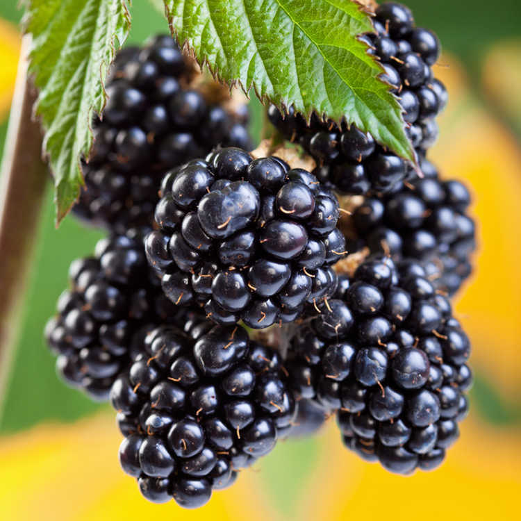 4 Yaş Dikensiz Jumbo Böğürtlen Fidanı *ÜZERİ MEYVELİ* 4 Yaş Dikensiz Jumbo Böğürtlen Fidanı *ÜZERİ MEYVELİ*