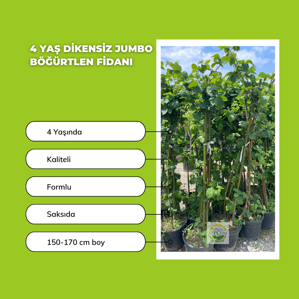 4 Yaş Dikensiz Jumbo Böğürtlen Fidanı *ÜZERİ MEYVELİ* 4 Yaş Dikensiz Jumbo Böğürtlen Fidanı *ÜZERİ MEYVELİ*