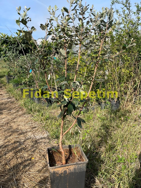 4 Yaş Feijoa Fidanı (Kaymak Ağacı-Acca sellowiana) 4 Yaş Feijoa Fidanı (Kaymak Ağacı-Acca sellowiana)
