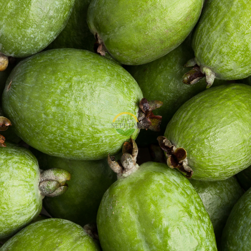 4 Yaş Feijoa Fidanı (Kaymak Ağacı-Acca sellowiana) 4 Yaş Feijoa Fidanı (Kaymak Ağacı-Acca sellowiana)