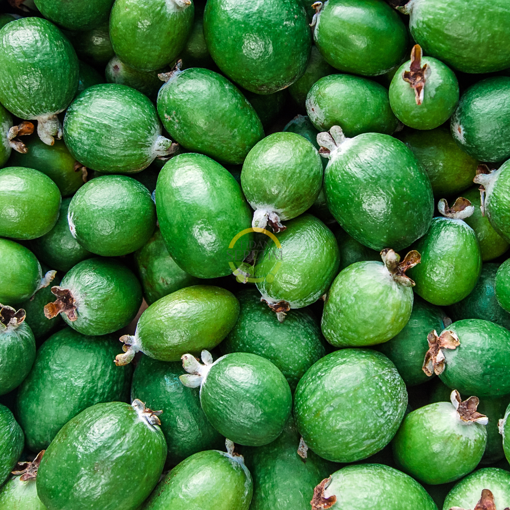 4 Yaş Feijoa Fidanı (Kaymak Ağacı-Acca sellowiana) 4 Yaş Feijoa Fidanı (Kaymak Ağacı-Acca sellowiana)