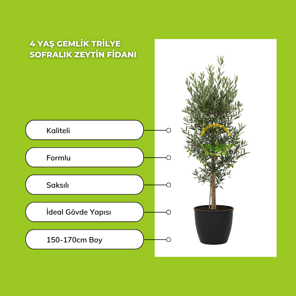 4 Yaş Gemlik Trilye Sofralık Zeytin Fidanı 4 Yaş Gemlik Trilye Sofralık Zeytin Fidanı