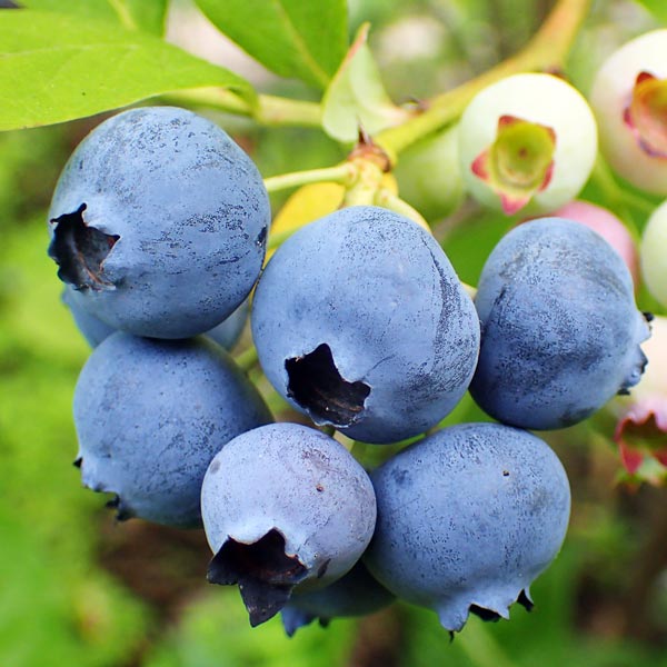 4 Yaş Jubilee Çeşiti Yaban Mersini Fidanı 4 Yaş Jubilee Çeşiti Yaban Mersini Fidanı