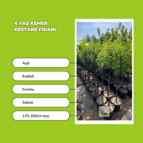 4 Yaş Kemer Kestane Fidanı 4 Yaş Kemer Kestane Fidanı