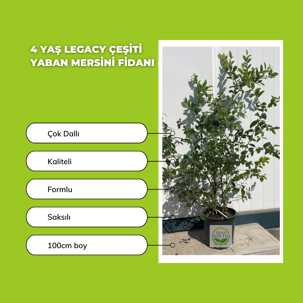4 Yaş Legacy Çeşiti Yaban Mersini Fidanı 4 Yaş Legacy Çeşiti Yaban Mersini Fidanı
