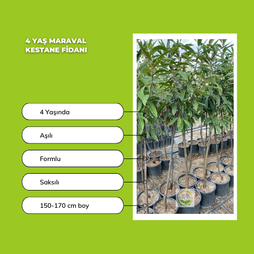 4 Yaş Maraval Kestane Fidanı 4 Yaş Maraval Kestane Fidanı