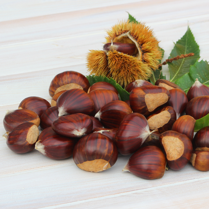 4 Yaş Marigoule Kestane Fidanı 4 Yaş Marigoule Kestane Fidanı